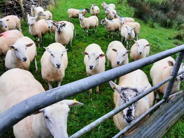 Hoggets for sale. - Main image