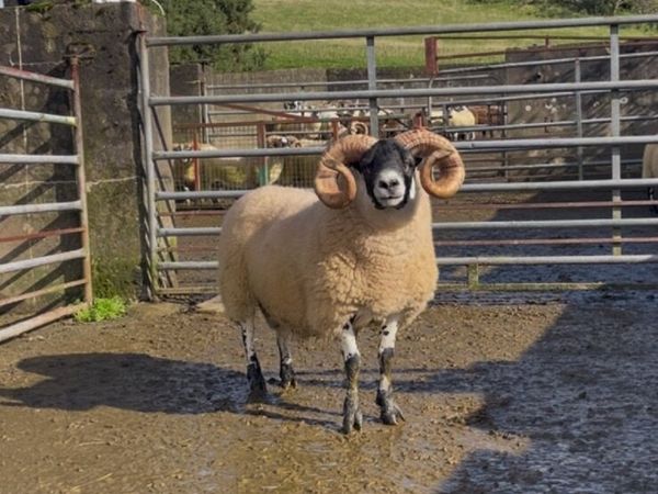 Lanark Shearlings - Main image