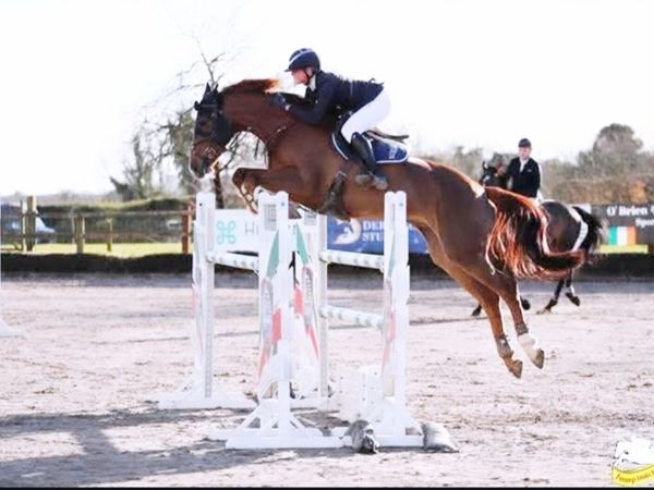 16.1 showjumper - Main image