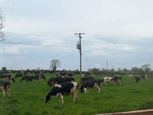 cows still in milk not in calf - Main image
