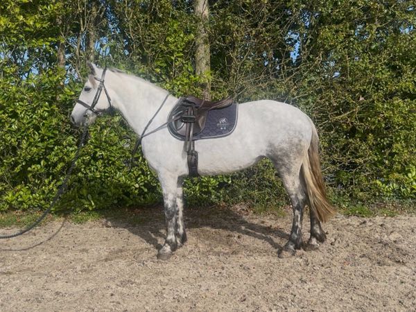 2 Connemara Ponies - Main image