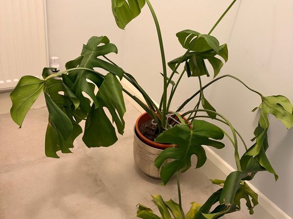 Monstera plant - Main image