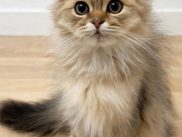BRITISH LONGHAIR   X  PERSIAN /BRITISH MIX KITTENS - Main image