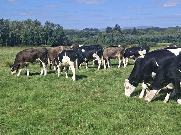 Bulling heifers - Main image