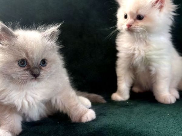 Ragdoll kittens - Main image