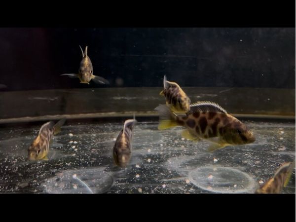 Giraffe cichlids , black and gold rams , ricefish - Main image