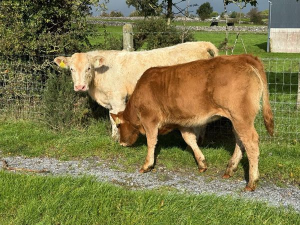 ⚪️PB Charolise & PB Limousine Heifer Weanlings 💥 - Main image