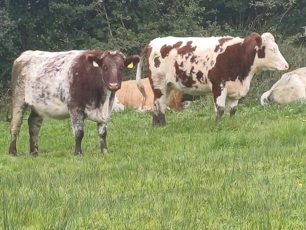 In calf heifers - Main image