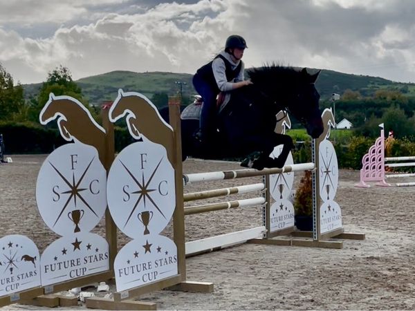 16.2hh KWPN x RID Mare – 8 Years Old - Main image