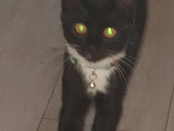 Cats - Main image