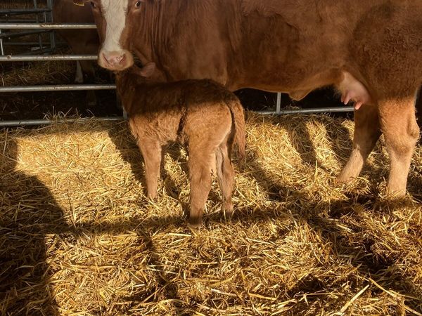 Incalf Heifers for sale - Main image