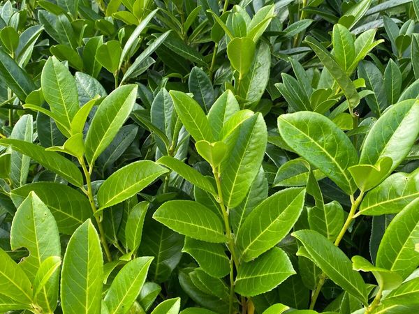 Laurel Hedging Plants in Pots - Main image