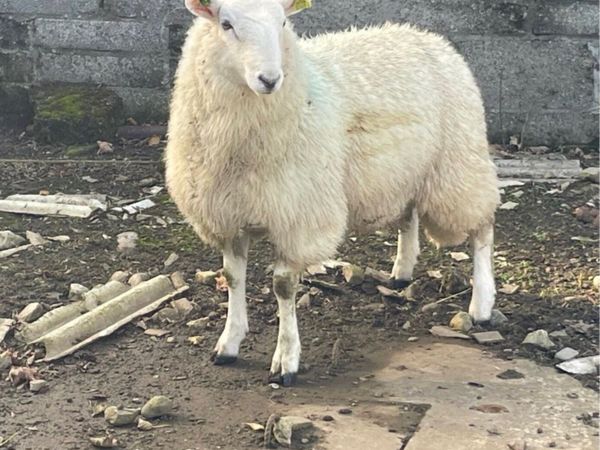 Sis approved Wicklow Cheviot ram lamb - Main image