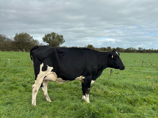 Freshly Calved - Main image
