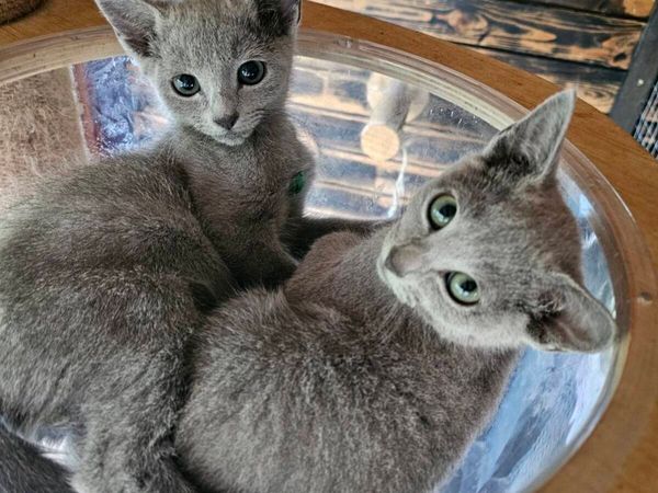 Russian Blue boys available 💙 - Main image