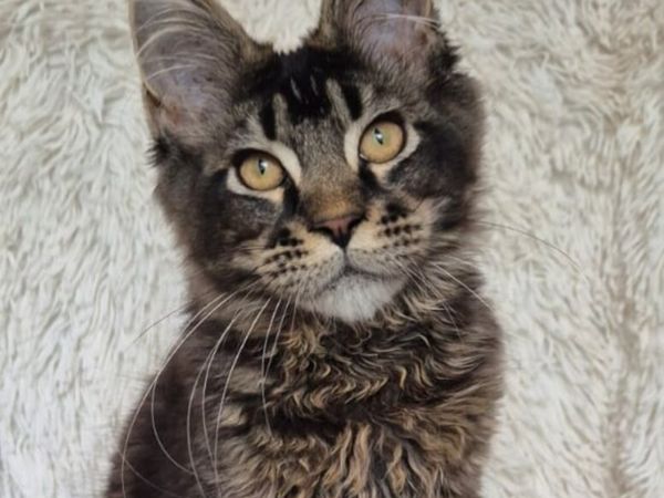 Maine Coon - Main image