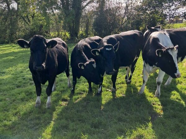 Incalf heifers - Main image