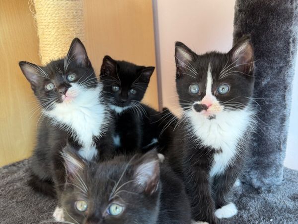 4 kittens looking for their forever home - Main image