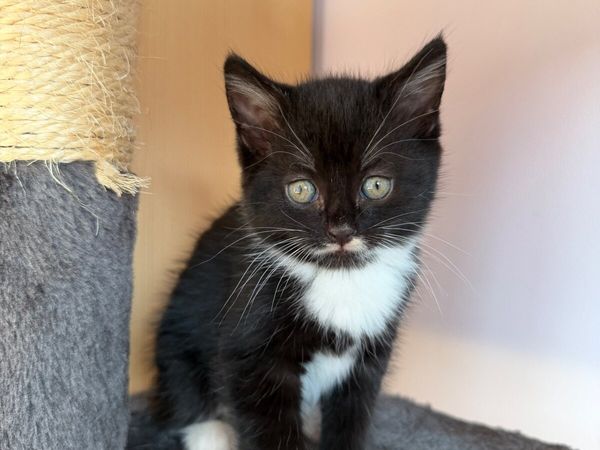 Girl kitten looking for forever home - Main image