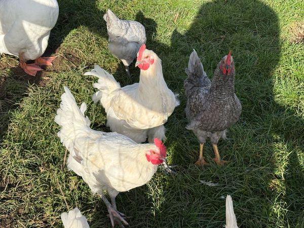 Young roosters - Main image