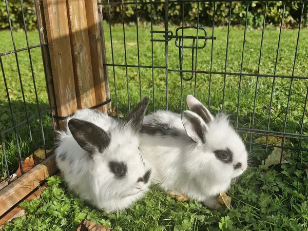 Purebred Lionhead Baby Rabbits and Mini Lop Female - Main image