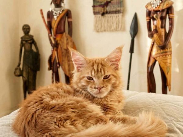 Maine Coon Holly  female  is for sale. - Main image