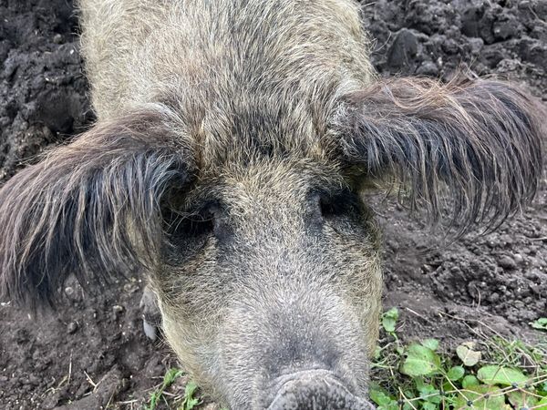 Mangalitsa - Main image
