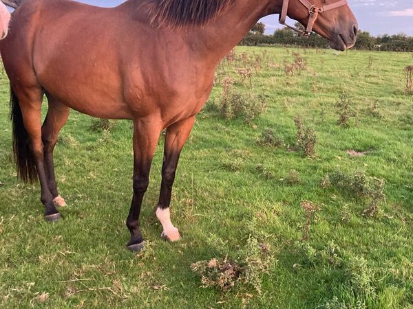 6y/o Horse - Main image