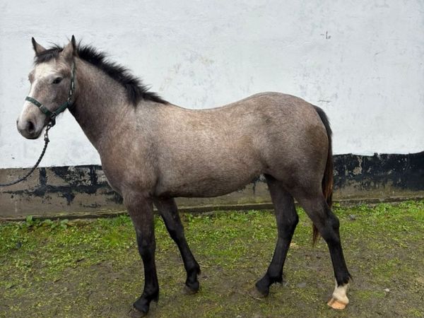 Conemara - Main image