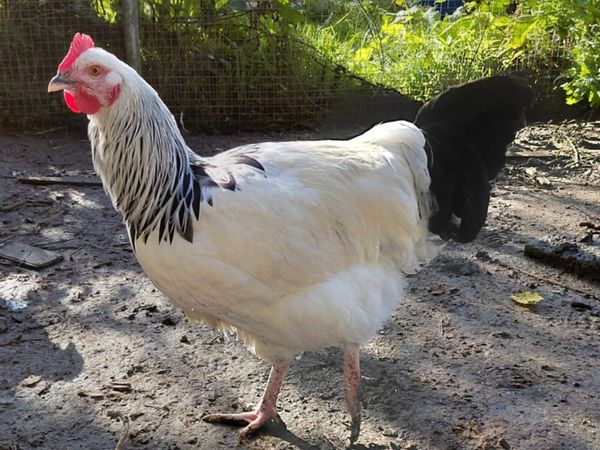 Roosters and Chickens for €5 - Main image