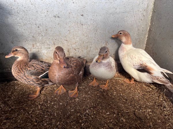 Call ducks - Main image