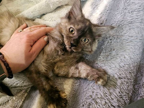 🐾❤️ Beautiful Maine Coon Girl TICA registered - Main image