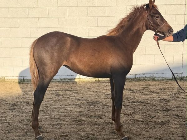 Kopperfield Filly Foal - Main image