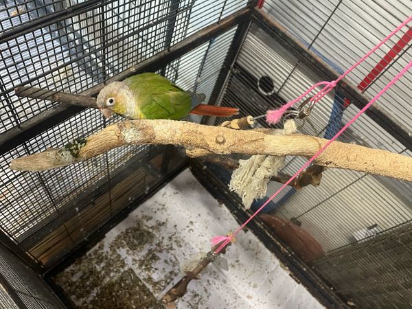Conure Parrot & 2 cages - Main image