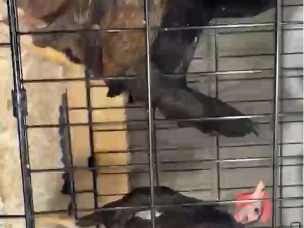 Old English game - Main image