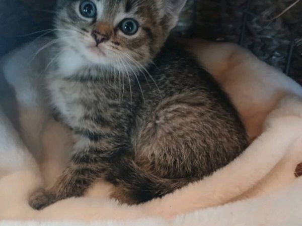 Scottish fold kitten - Main image