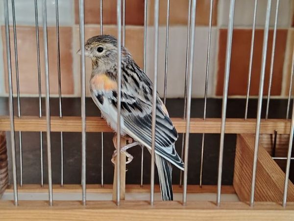 Canaries and Equipment for sale - Main image