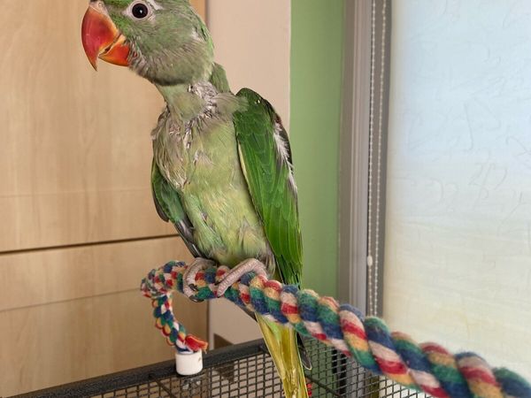 Hand Reared Baby Alexandrine Male Parrot - Main image