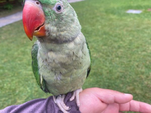 Hand Reared Baby Alexandrine Male Parrot - Main image