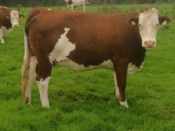 Autumn calving montbeliarde heifers - Main image