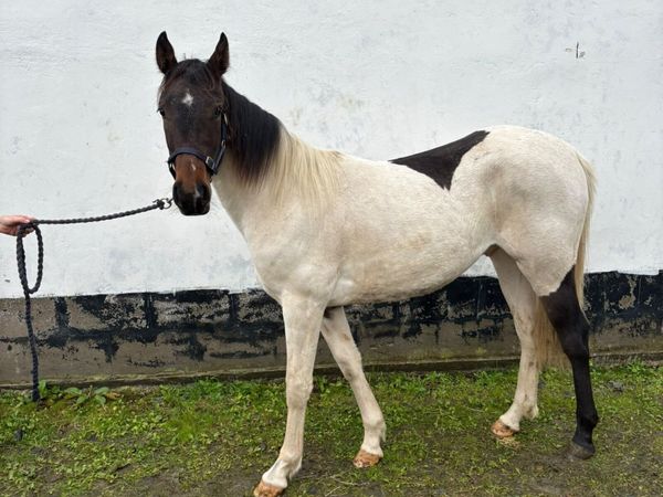 Horses - Main image