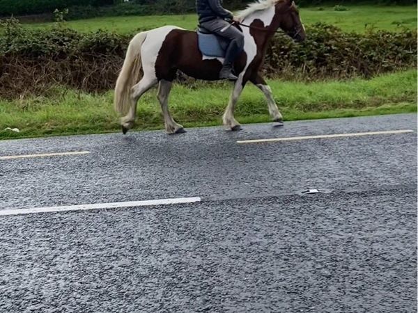 Mare for sale - Main image