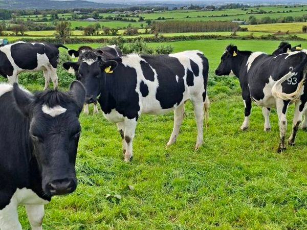 Incalf Fresian Heifers - Main image