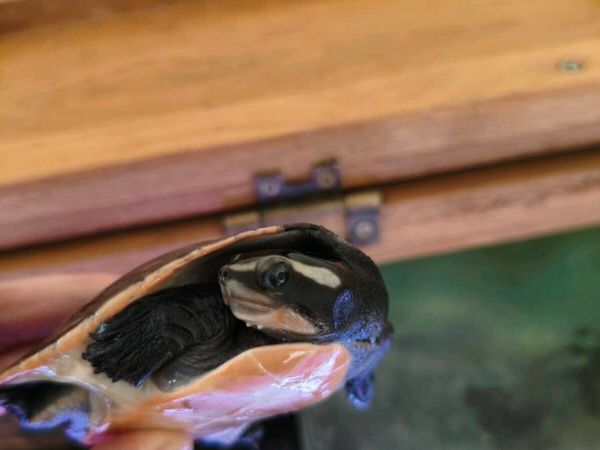 Pink Bellied Sideneck Turtle - Main image