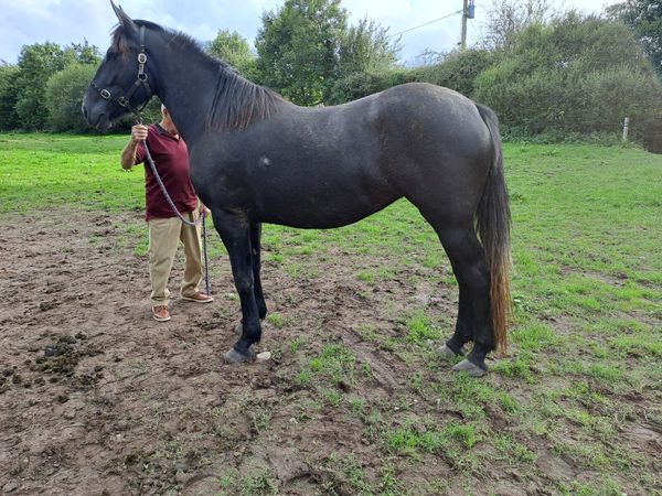 Irish Draught 3 year old filly - Main image
