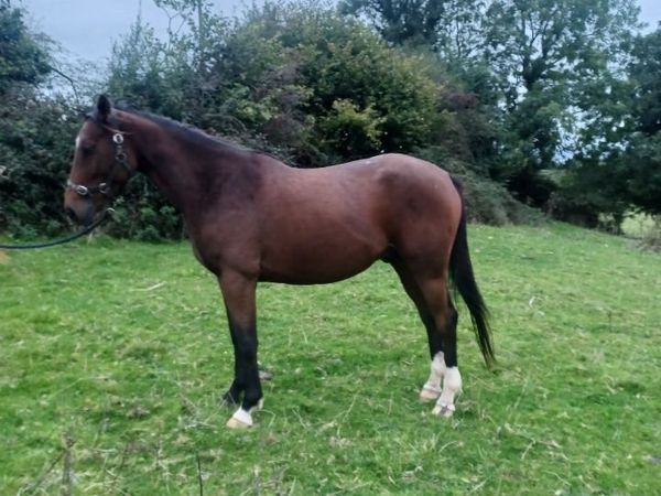 Dark Bay Gelding - Main image