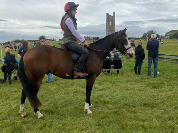 3yo gelding - Main image