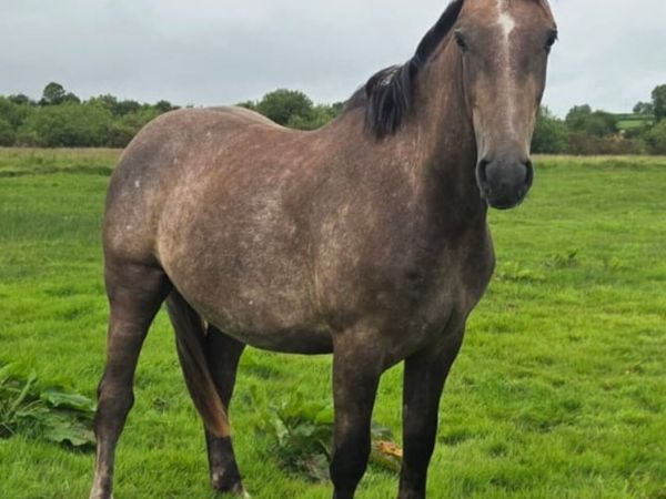 Irish Draught Gelding - Main image
