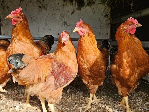 Poultry - Main image