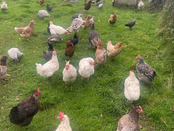 Ducks,laying hens,Guinea fowl,chicks - Main image